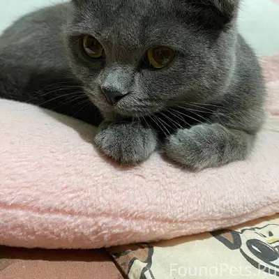 Найдена кошка, Шишимская 10