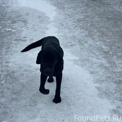 Найден лабрадор, чёрный, перед проходной Бэмза