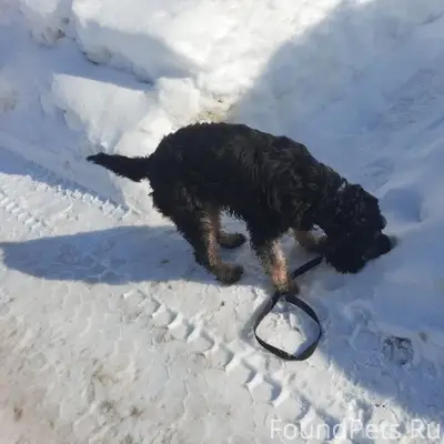 Найден а питомец, собака, около 20 школы