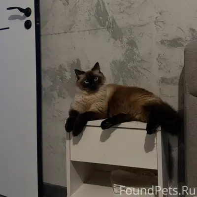 Пропал кот, район улиц Долгова, Челюскинцев