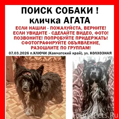 Пропала китайская хохлатая пуховая Агата, посёлок Ключи