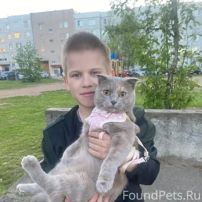 Пропала кошка, Молодежная 3