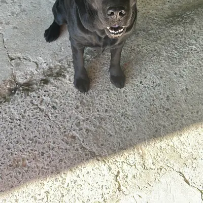 Пропала собака,