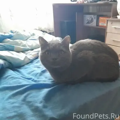 Пропал кот Басик, улица Кирова