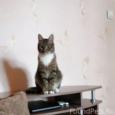 Пропал кот, квартал Ломоносова