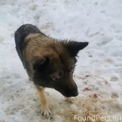 Пропала раненая собака, Боровский район