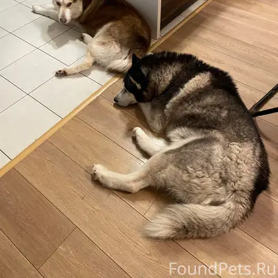 Пропали хаски Джек и рыжий, Лукоянов