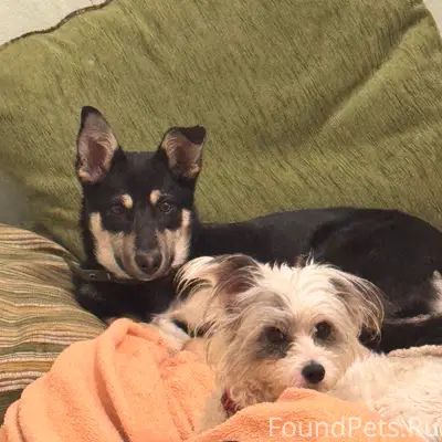 Пропала собака Майя, район Натали/2 Брата