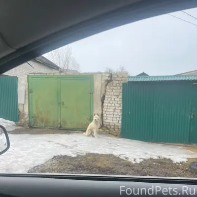 Пропала белая собака, район автоколонны