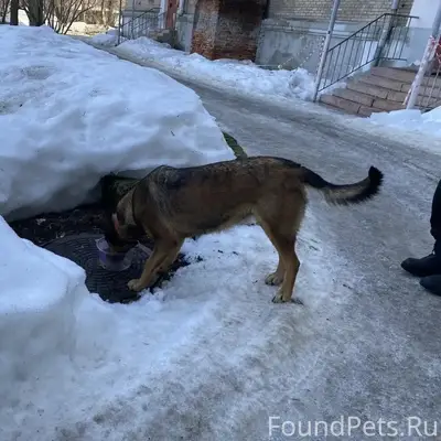 Найдена собака, район ЦРБ, Коломна