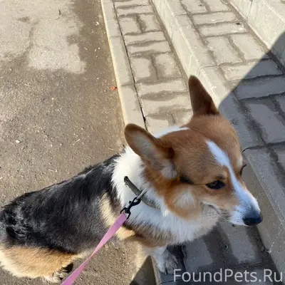 Найден корги, улица Добролюбова 30