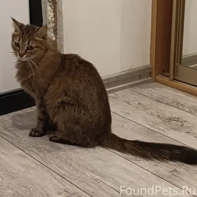 Пропала кошка Бэтти, Минск, Московский район