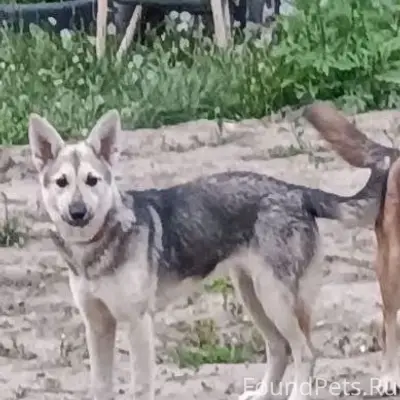 Пропала собака, Орджоникидзевский район