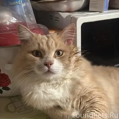 Пропал мейн-кун Малыш, район Покровские ворота