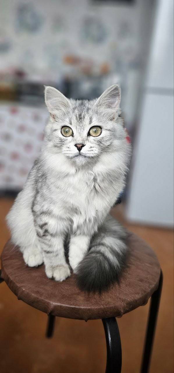 Пропала кошка, Светский район