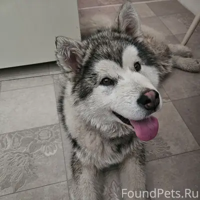 Найден щенок маломута, 10-й микрорайон