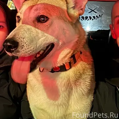 Пропала собака, район Зои Космодемьянской