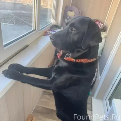 Пропал лабрадор Хан, Приморский край