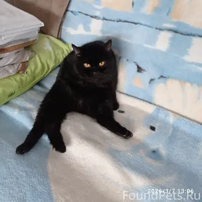 Пропал чёрный кот Миша