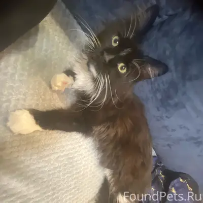 Пропал мейнкун Бублик, Канатчикова