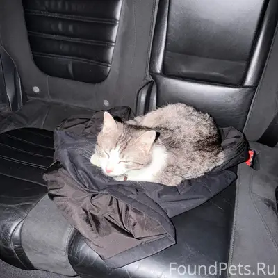 Найден кот, 2 Брянск