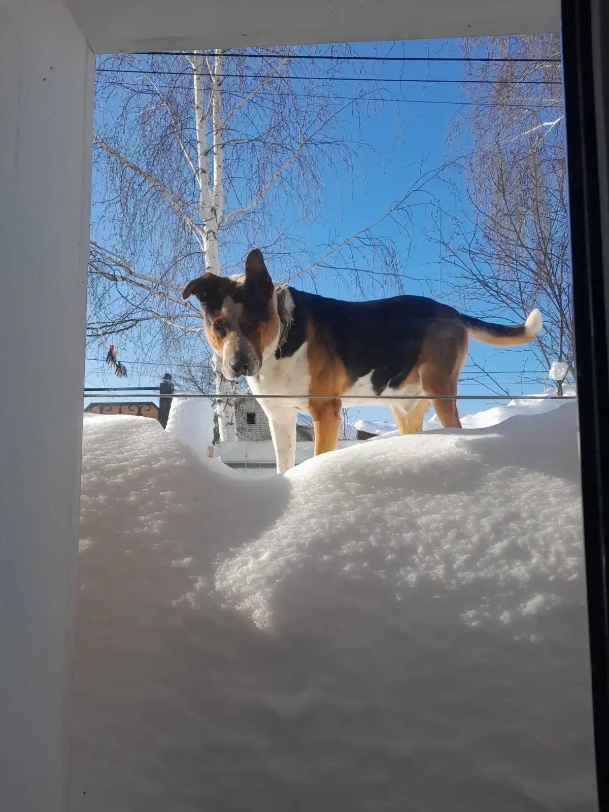 Пропал пёс Гера, Авиастроительный район