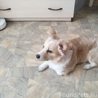 Пропал Корги Мартин, Красноярск