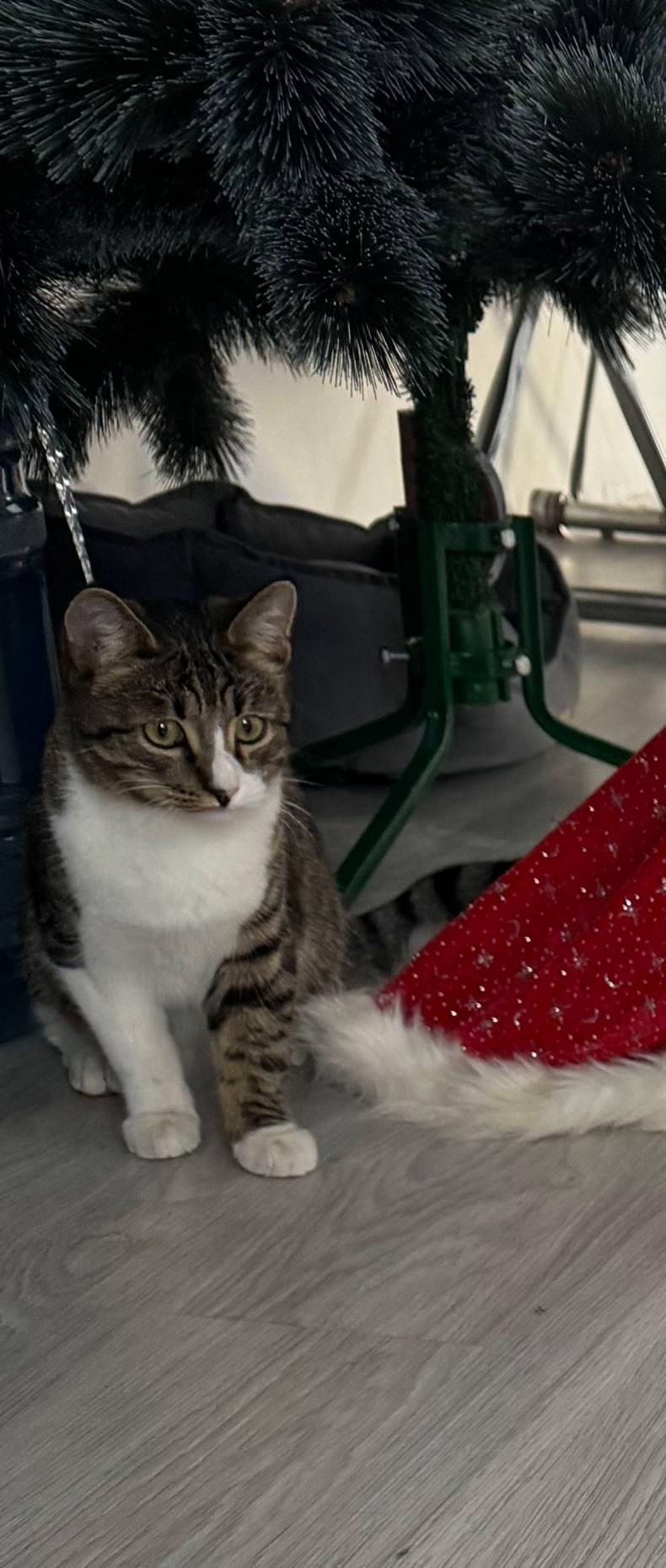 Пропала кошка, п. Каменецкий, деревня Кресты