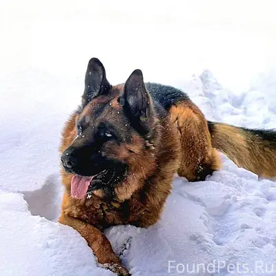 Пропала собака с клеймом
