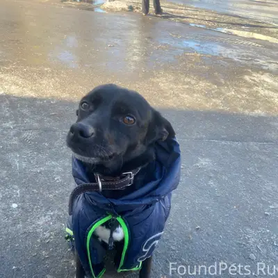 Пропала собака Джесси, Авиастроителей