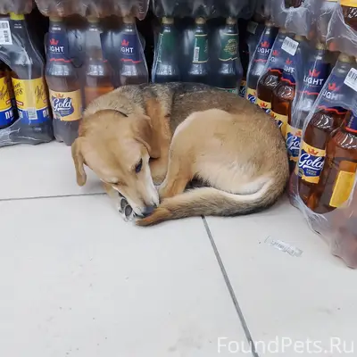 Пропала собака, Березники