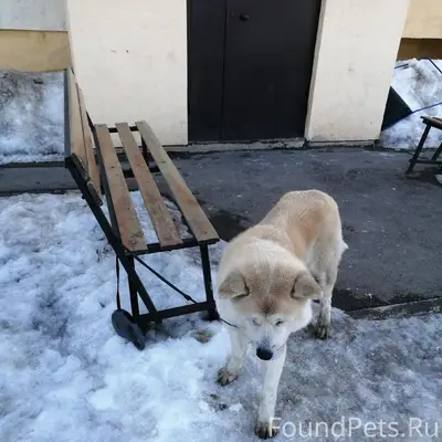 Найден акита-ину, Нежинка