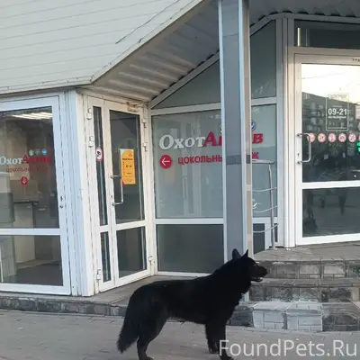 Пропала собака, Шабаны