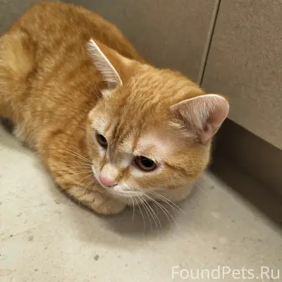 Найден кот, Енисейская 17