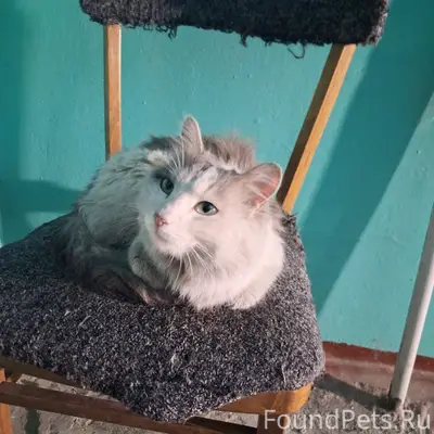 Найден кот с ранами, Улан-Удэ