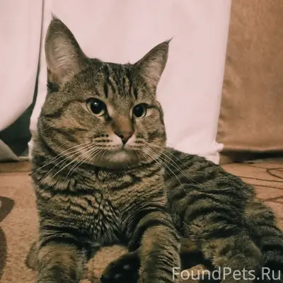 Пропал кот Буся, переулок Камский