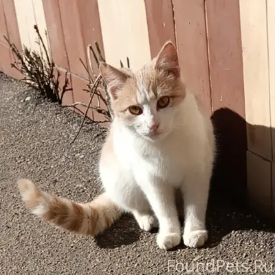 Найден котик, г. Рославль