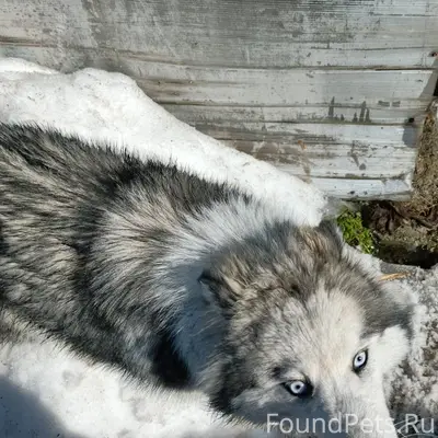 Найденная собака, место неизвестно