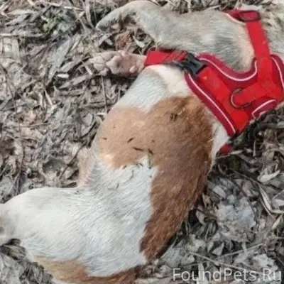 Найдена собака, Бежица, Московский микрорайон