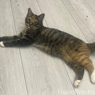 Пропала кошка Юлька, ул. Теплицкий пр-кт