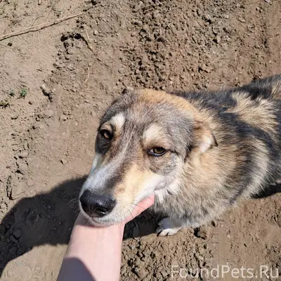 Пропал Волчонок, собака с коричневым ошейником