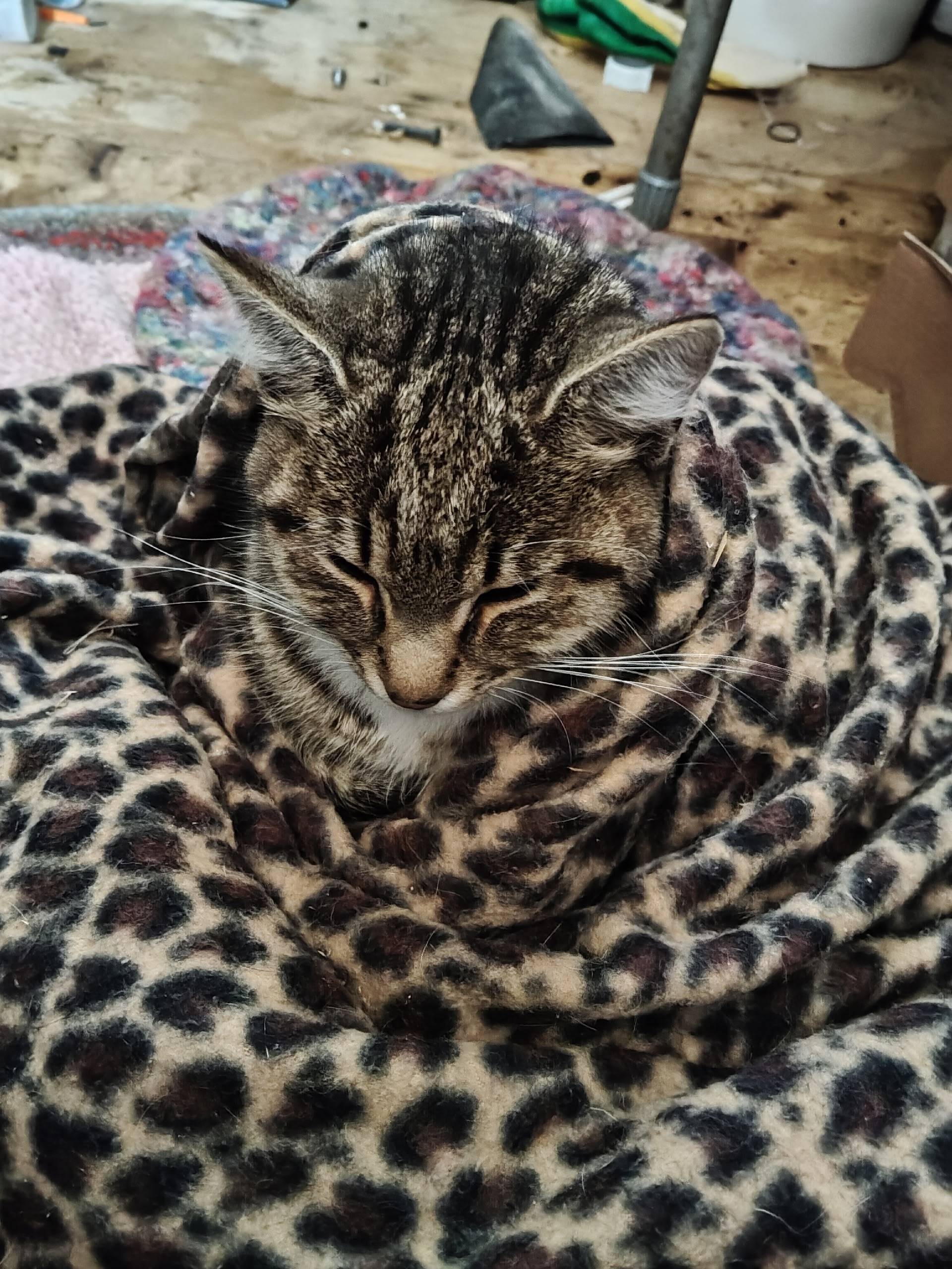 Найдена кошка, п. Лоза, Сергиево-посадский р-н