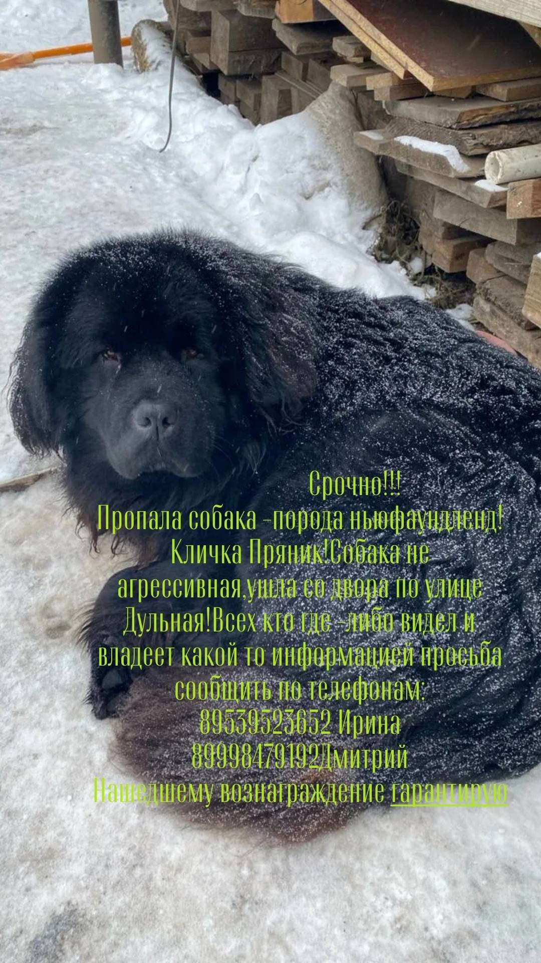 Пропал ньюфаундленд Пряник, улица Дульная