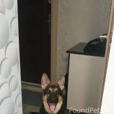 Пропал щенок, Благоленд