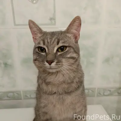 Найден кот, улица Ватутина 28/1