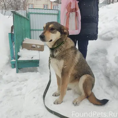 Пропала собака Лада, район Окружной
