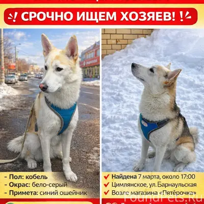 Найден кобель бело-серый, г. Цимлянское