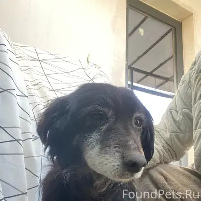 Найден старый кобель, трасса Евпатория — Симферополь