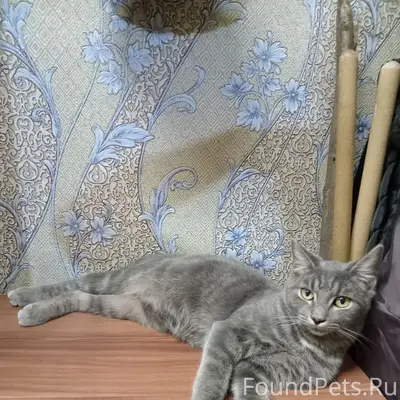 Г. Мценск на улице мира 27 потерялся кот ,серого цвета пухленький(упитанный),повадки- может скулить ,плакать,громко мяукает жалостно.На фотке он тут чутка поменьше,но все такой же ,только немного пухленький. сосед не закрыл дверь,выбежал на улицу,связаться по номеру +79051669565