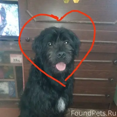 Найден пёс, бывший бездомным